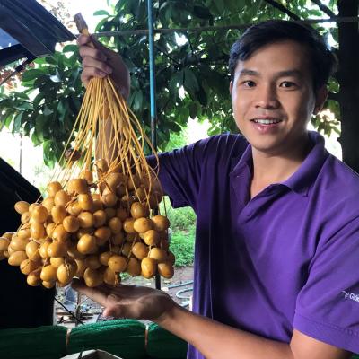 Chà là mô Barhee Vàng